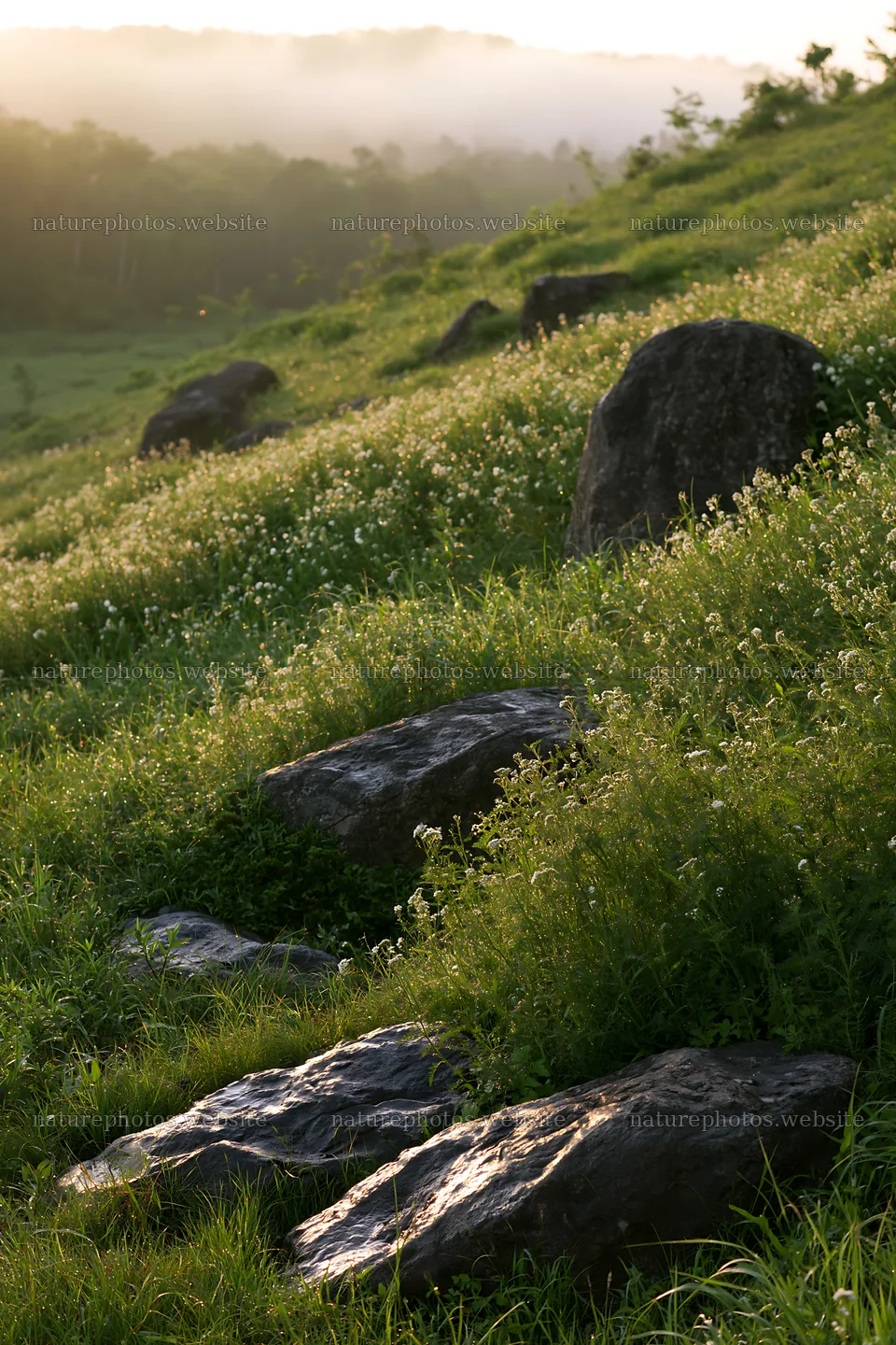 Oita highland meadow with granite stones in morning light – nature photos 6480x9722