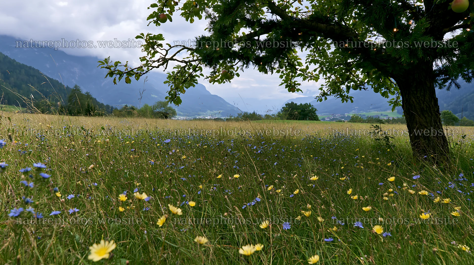 Christmas apple tree meadow in the Dolomites – nature photos 10608x5938