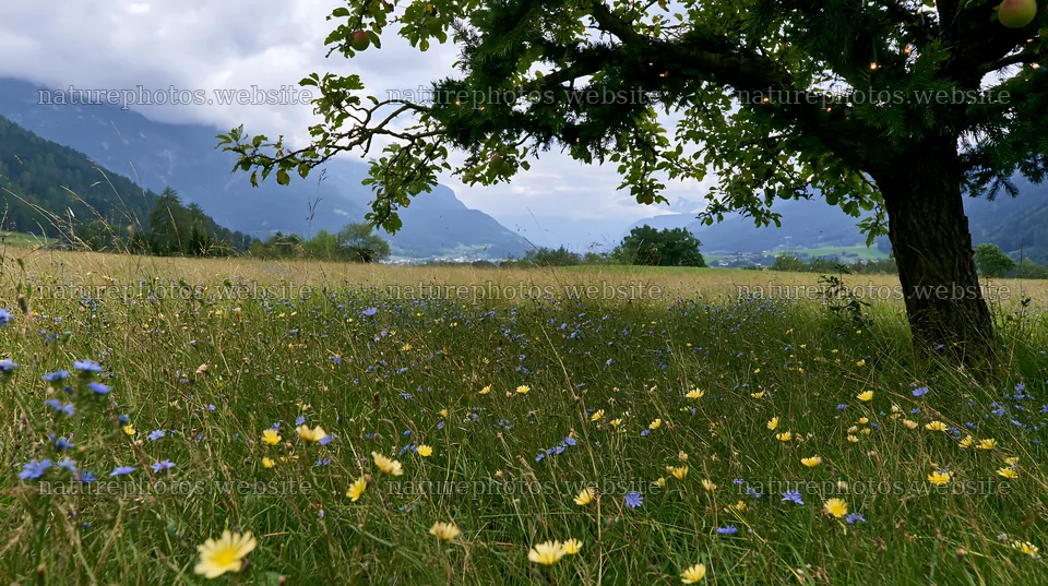 Christmas apple tree meadow in the Dolomites – nature photos 10608x5938