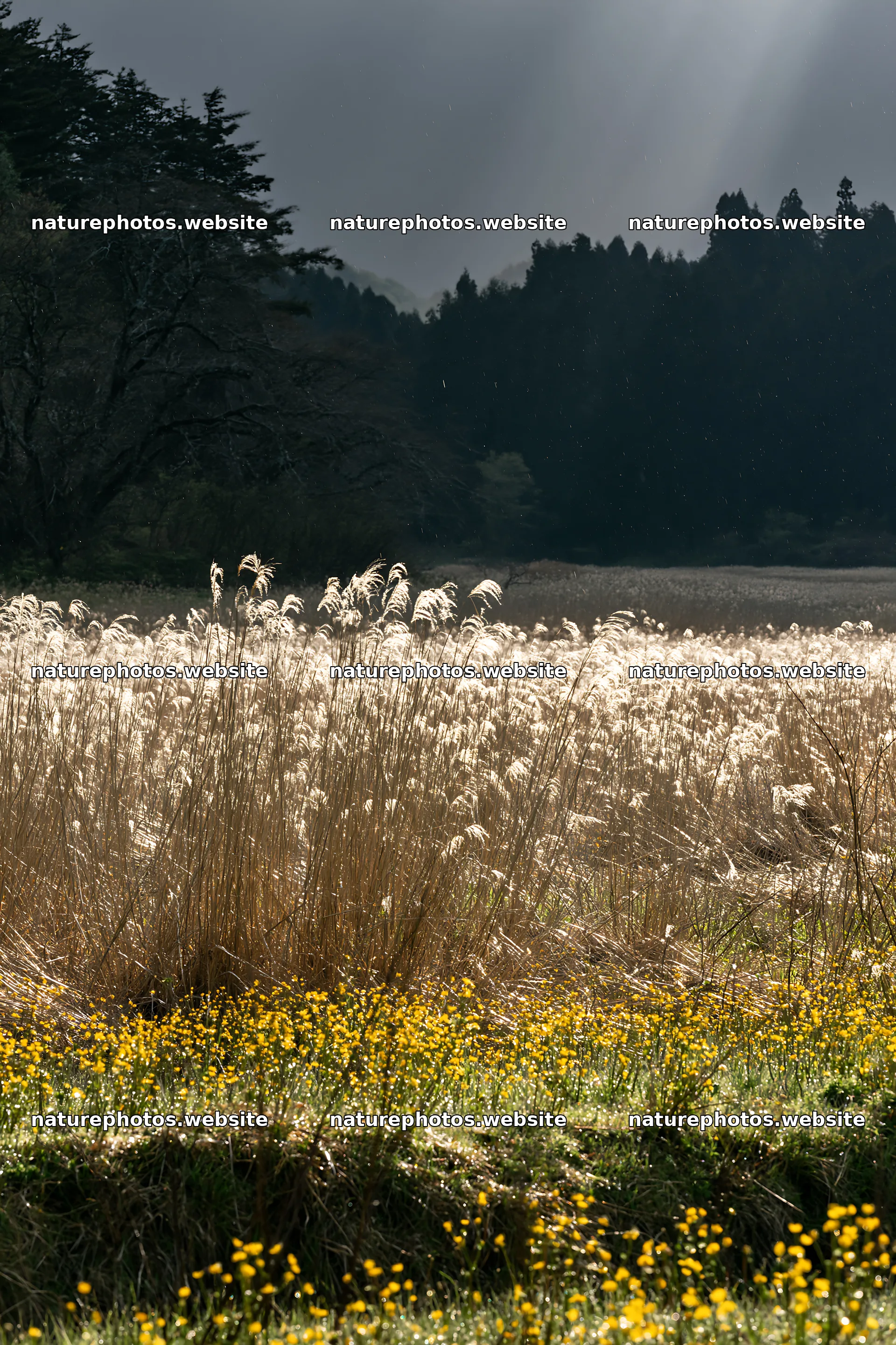 Akita snowmelt meadow with silver grasses in bright sunlight – nature photos 6480x9722