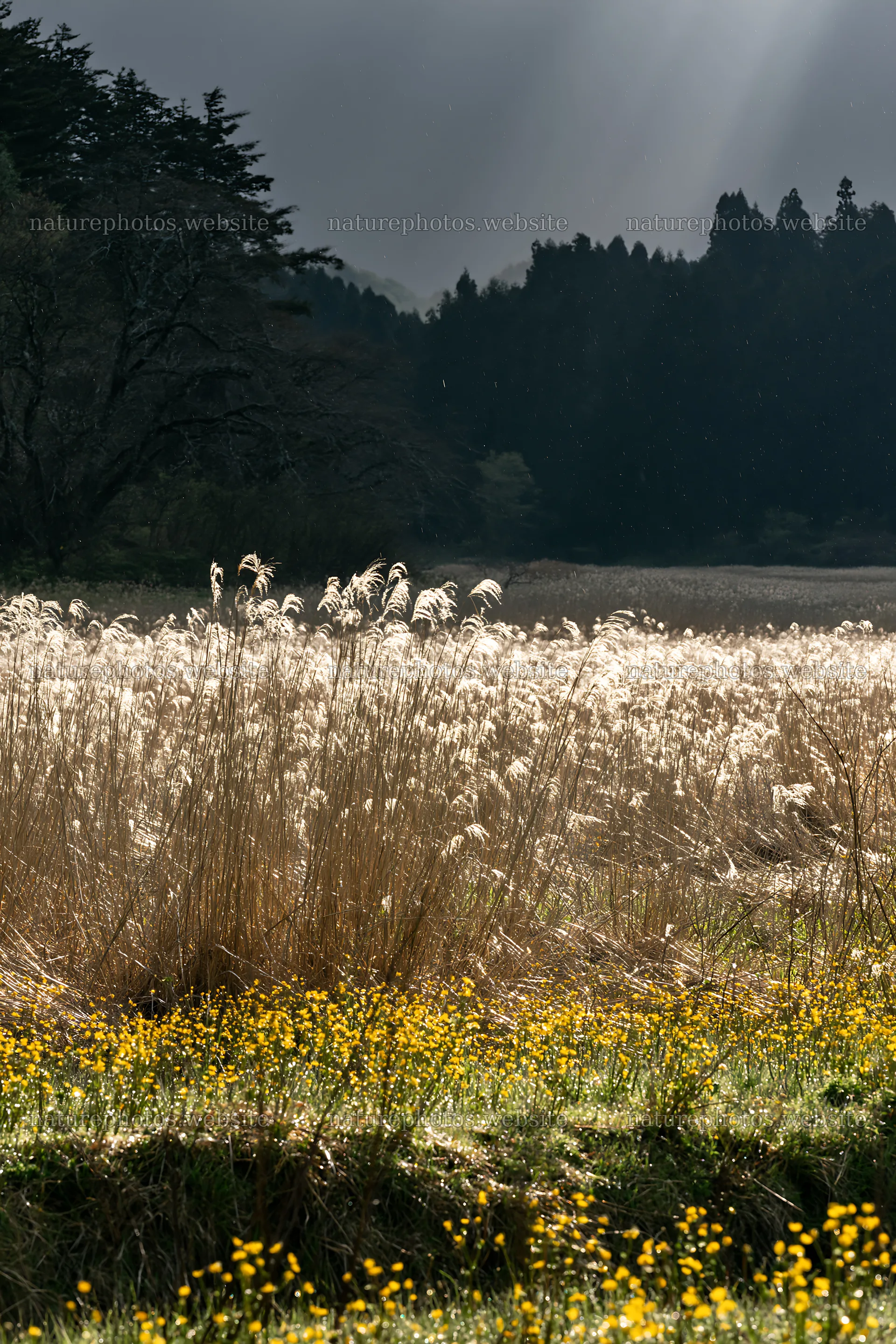 Akita snowmelt meadow with silver grasses in bright sunlight – nature photos 6480x9722