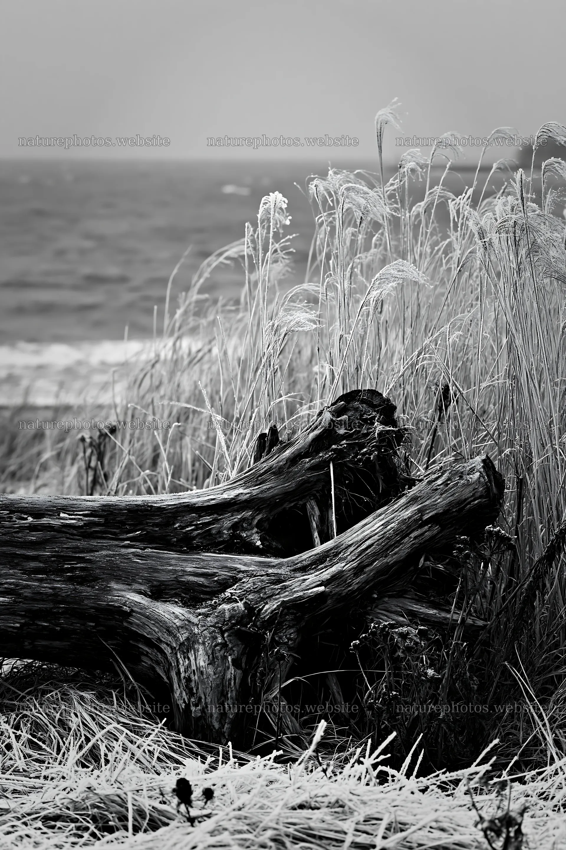 Ishikawa coastal meadow storm washed driftwood lies by the sea – nature photos 6480x9722