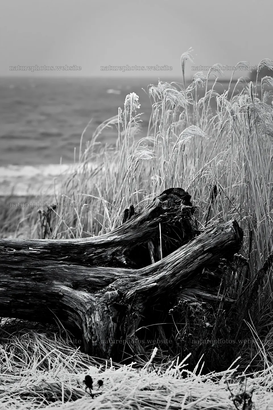 Ishikawa coastal meadow storm washed driftwood lies by the sea – nature photos 6480x9722