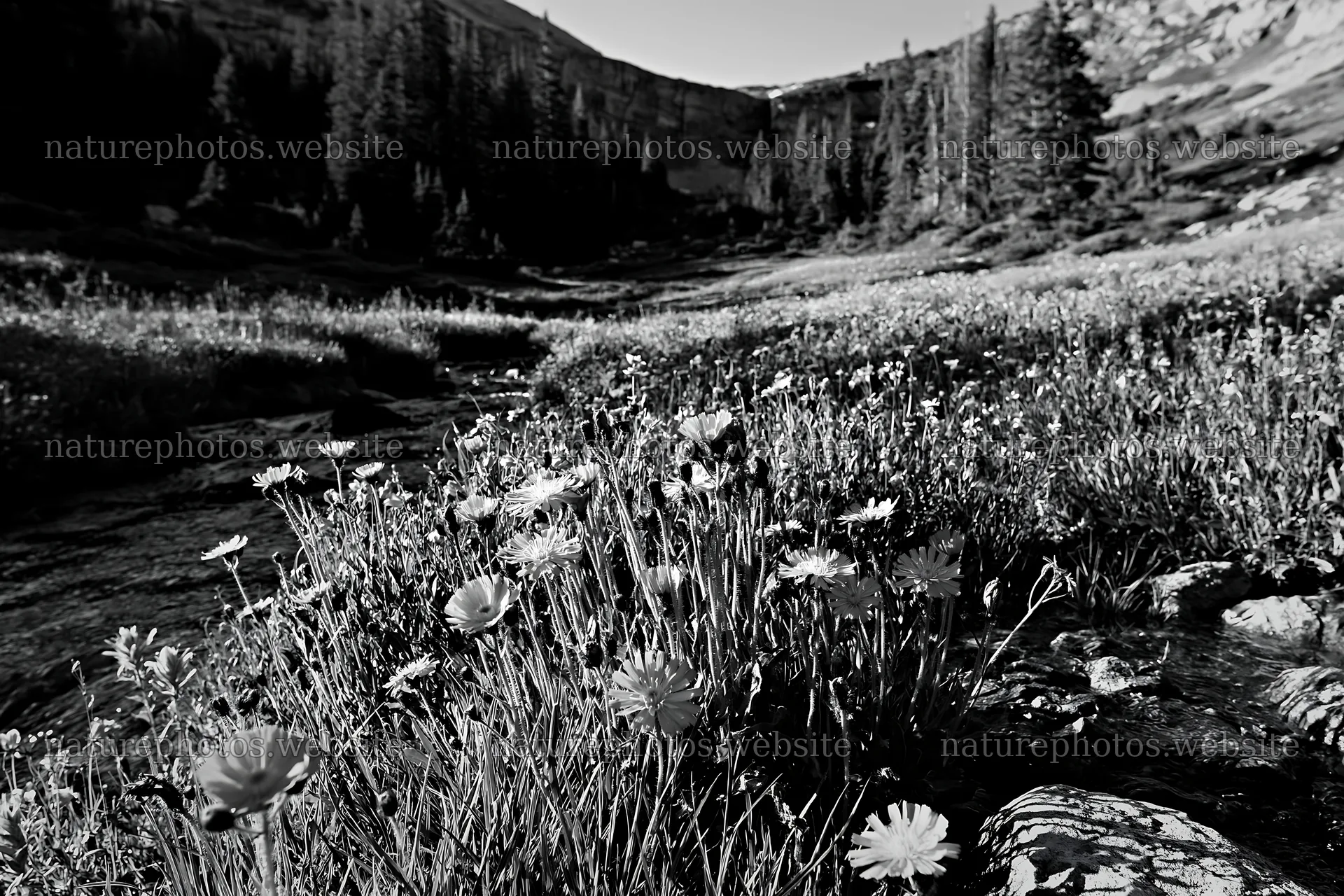 High contrast flower meadow beside brook – nature photos 9722x6480