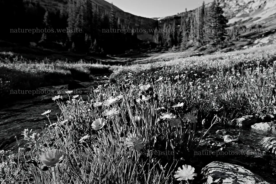 High contrast flower meadow beside brook – nature photos 9722x6480