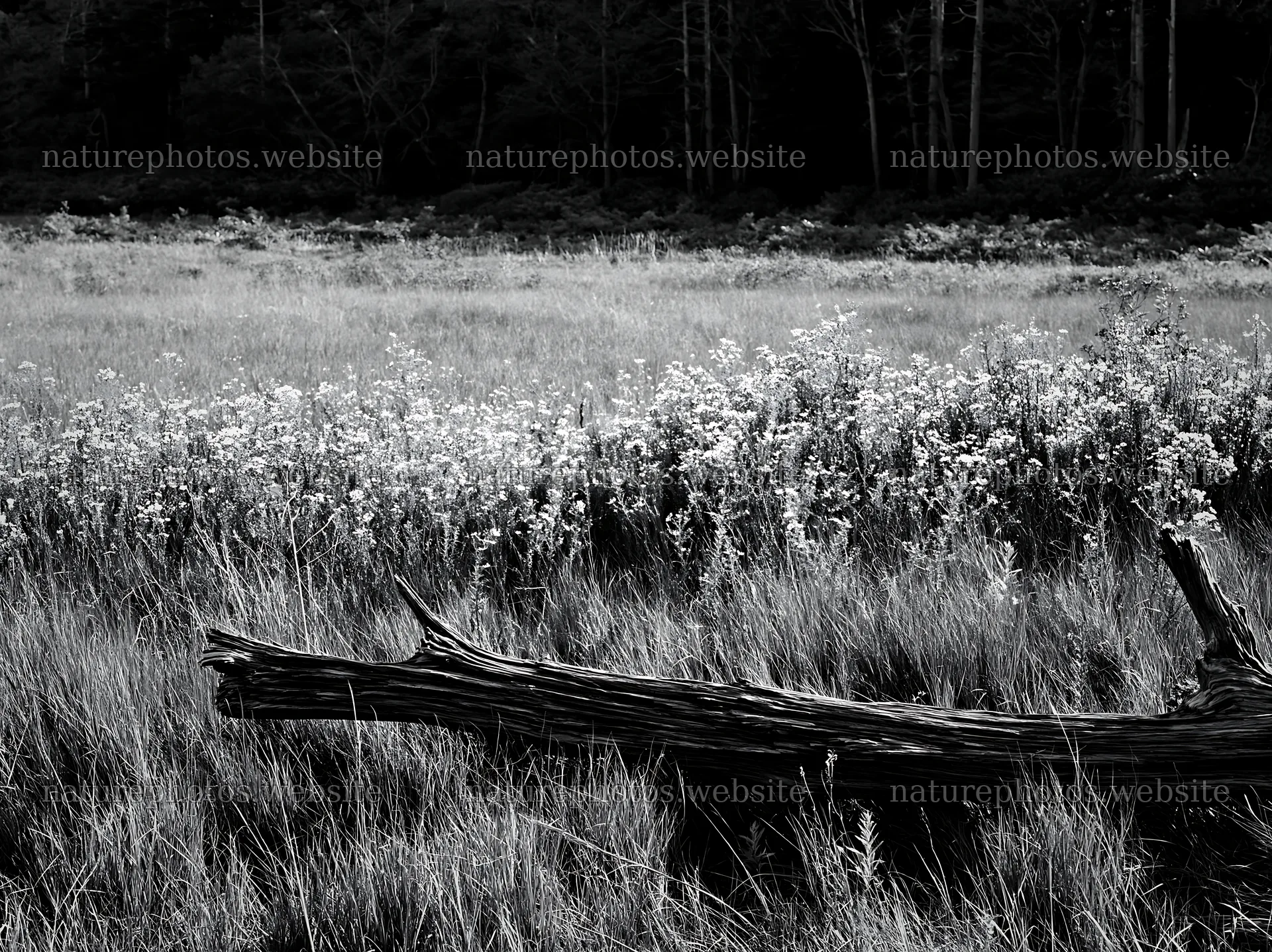 Wakayama autumn meadow weathered wood foreground – nature photos 9174x6866