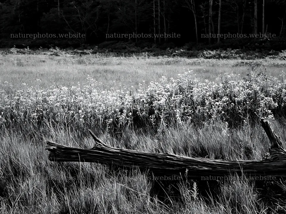 Wakayama autumn meadow weathered wood foreground – nature photos 9174x6866