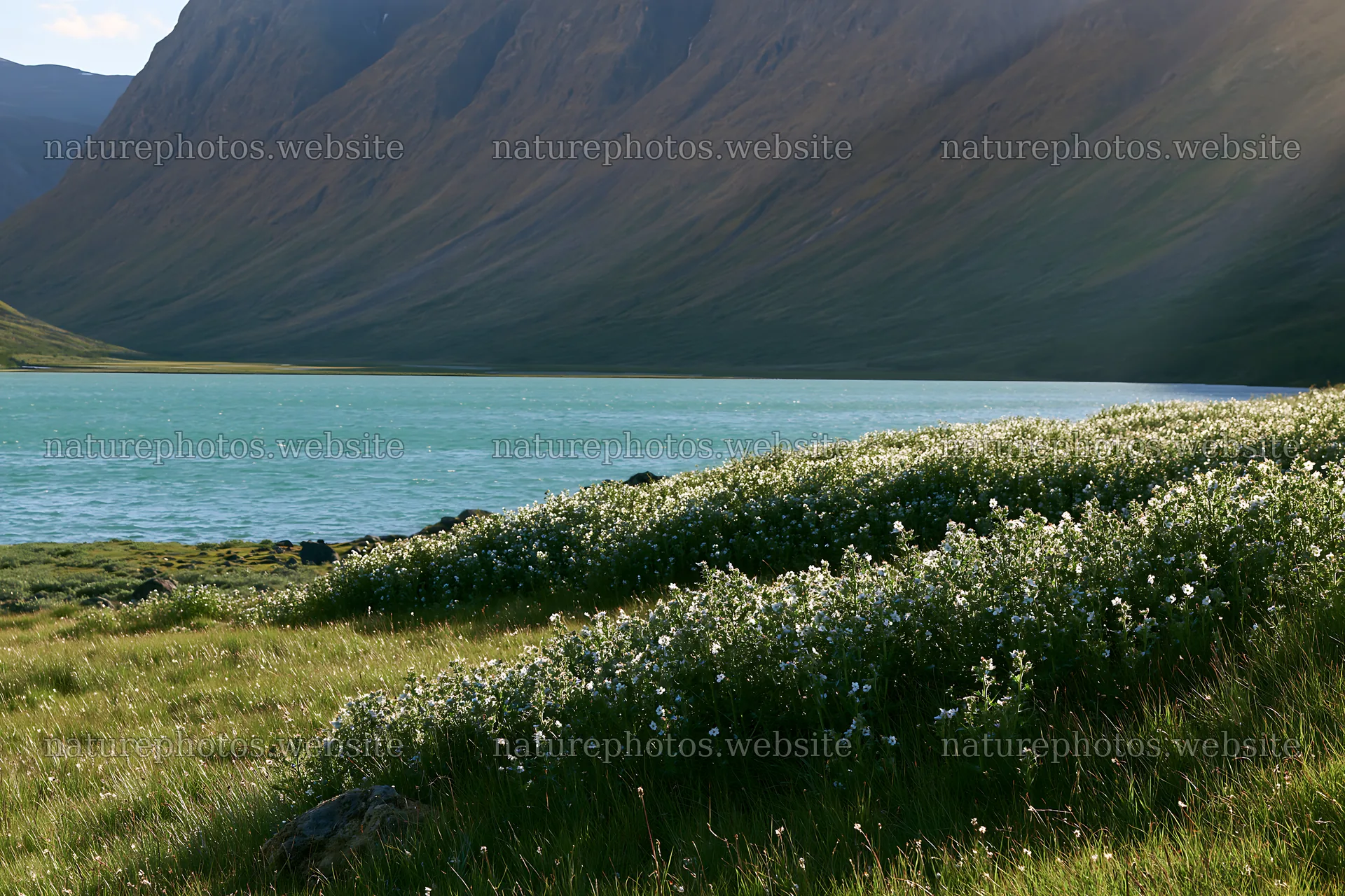 Sunbeams over Jotunheimen valley meadow with flowers – nature photos 9722x6480