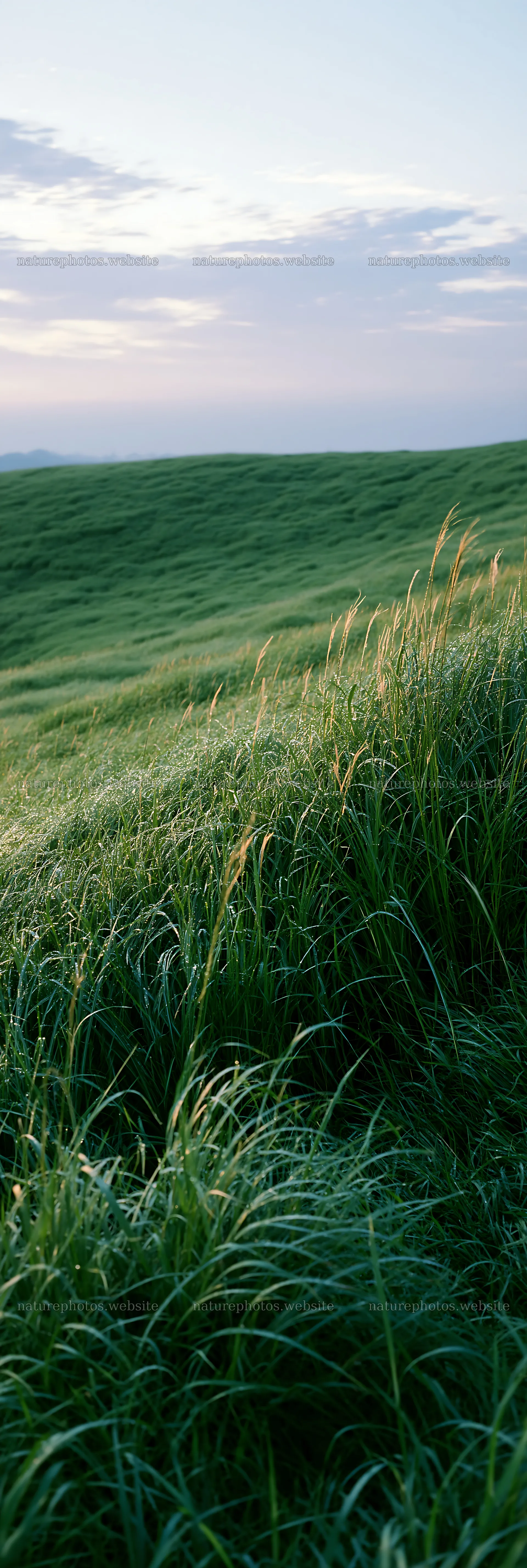 Miyazaki sunrise meadow dew covered sedges reflect morning light – nature photos 4602x13690