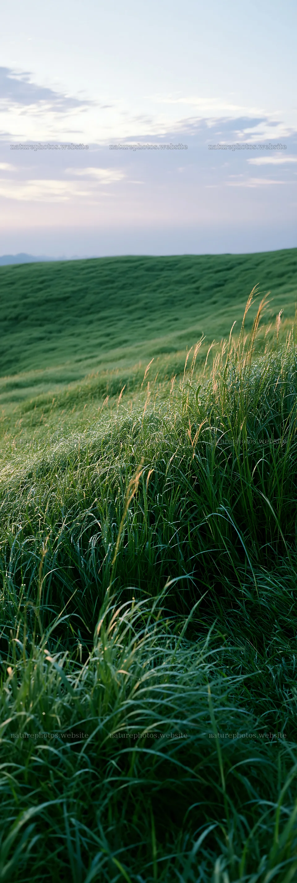 Miyazaki sunrise meadow dew covered sedges reflect morning light – nature photos 4602x13690