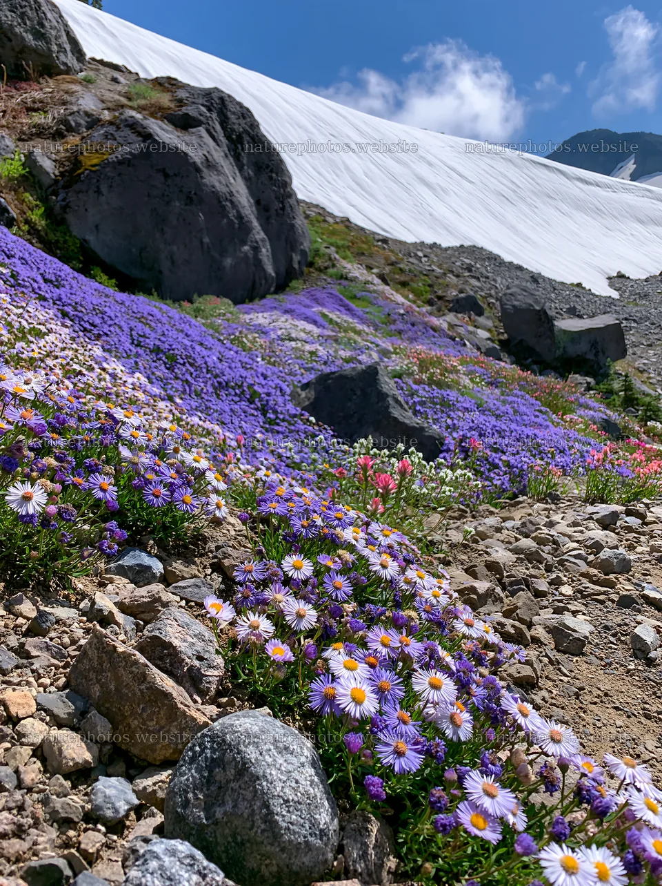Colorful aster meadow with rocks and snow in the background – nature photos 6866x9174