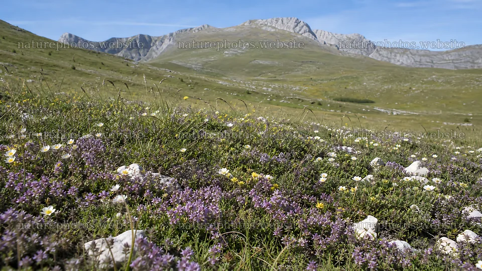 Sunny meadow filled with wild thyme and flowers in the mountains – nature photos 10584x5952