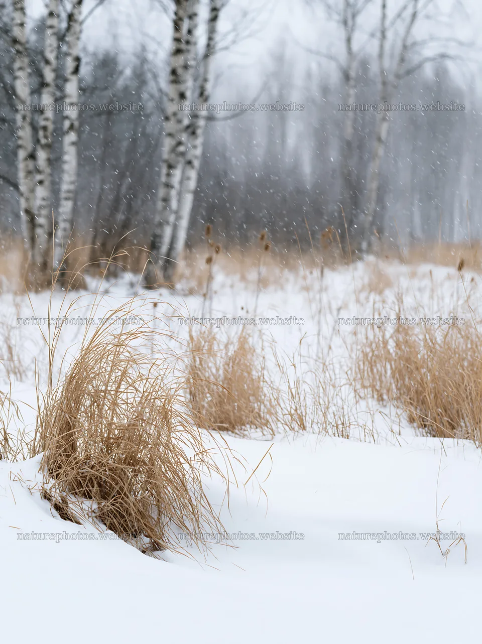 Snowbound meadow with tall grasses and falling snow – nature photos 6866x9174