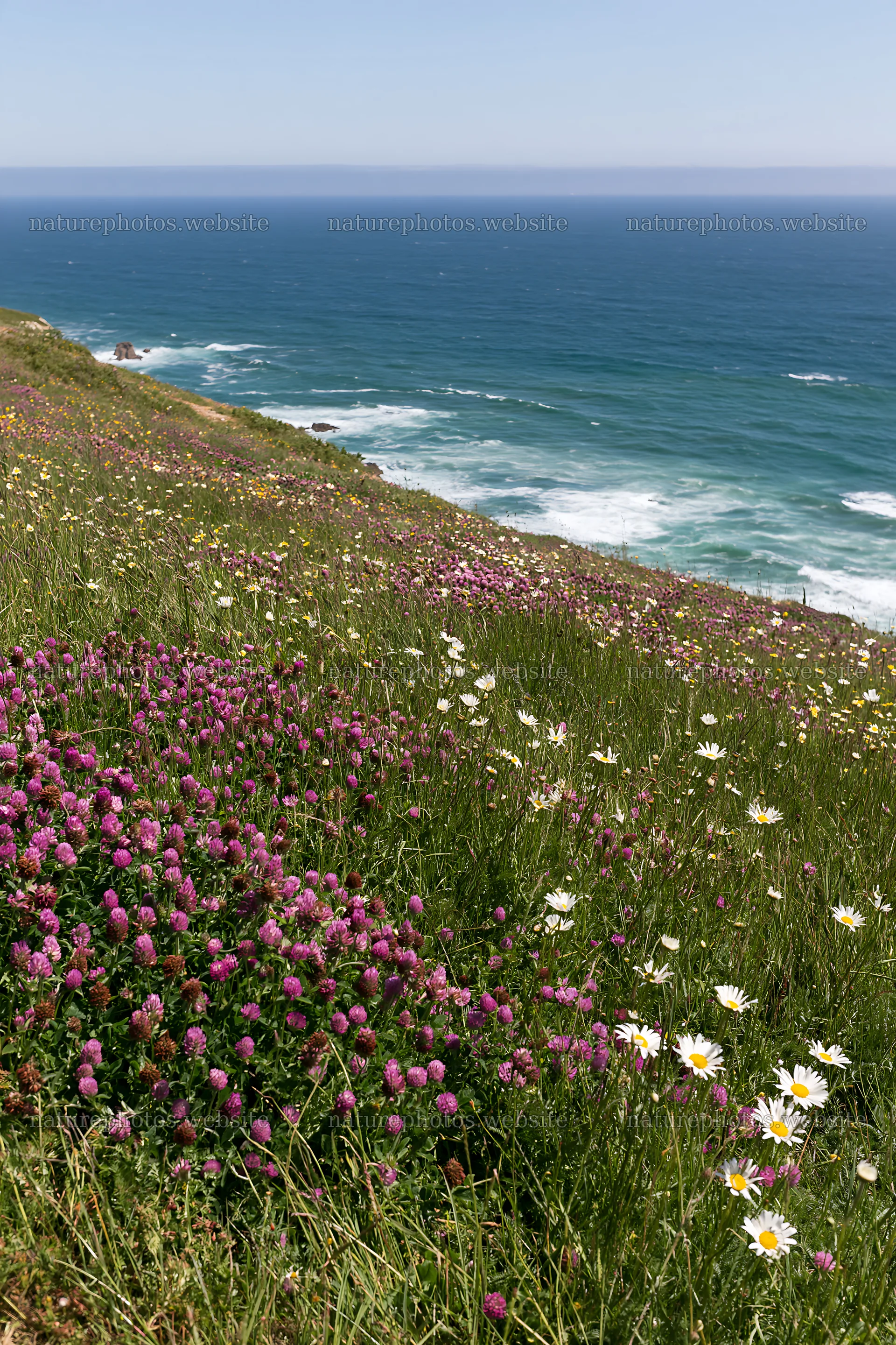 Purple and white flowers over coastal meadow in Portugal – nature photos 6480x9722