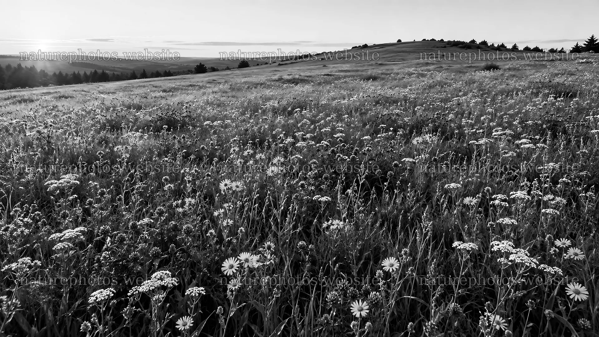 Monochrome Wildflower Meadow on Rolling Hills – nature photos 10324x5812