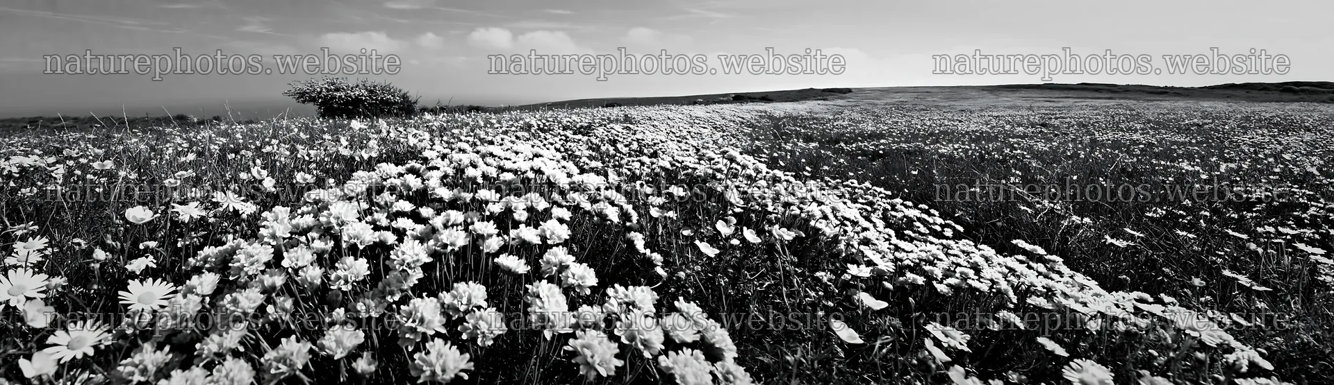 Colorful Easter tree meadow with numerous flowers – nature photos 14762x4268