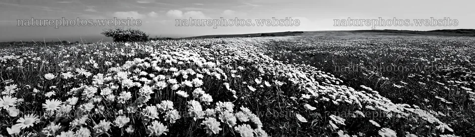 Colorful Easter tree meadow with numerous flowers – nature photos 14762x4268