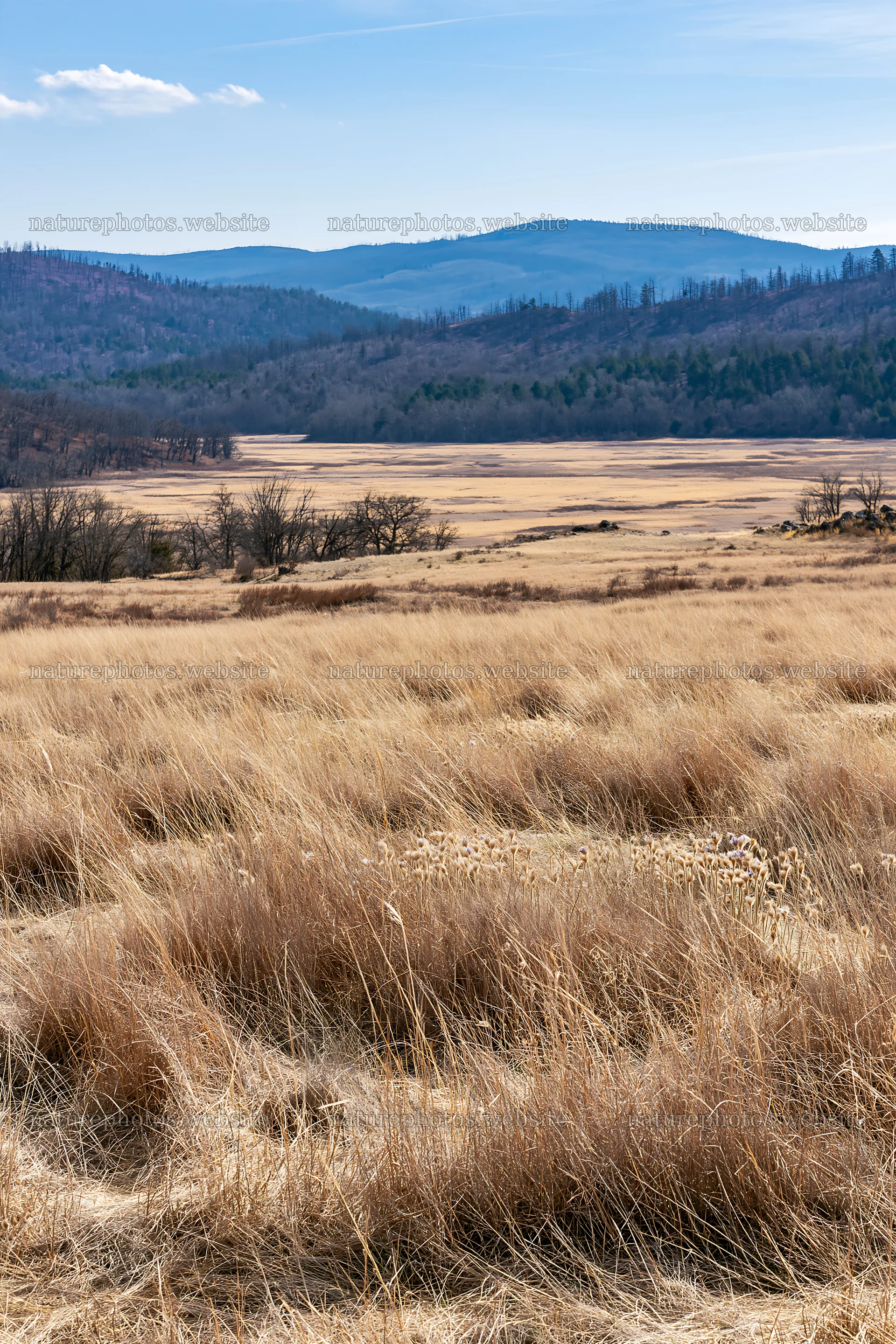 Sunny dry meadow with distant mountains in clear weather – nature photos 6480x9722