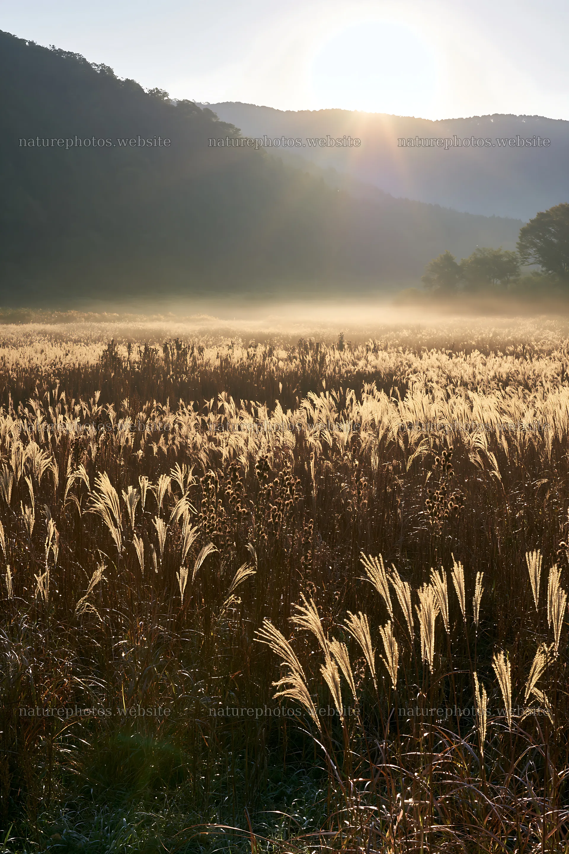 Restored meadow with autumn seedheads in Aichi – nature photos 6480x9722