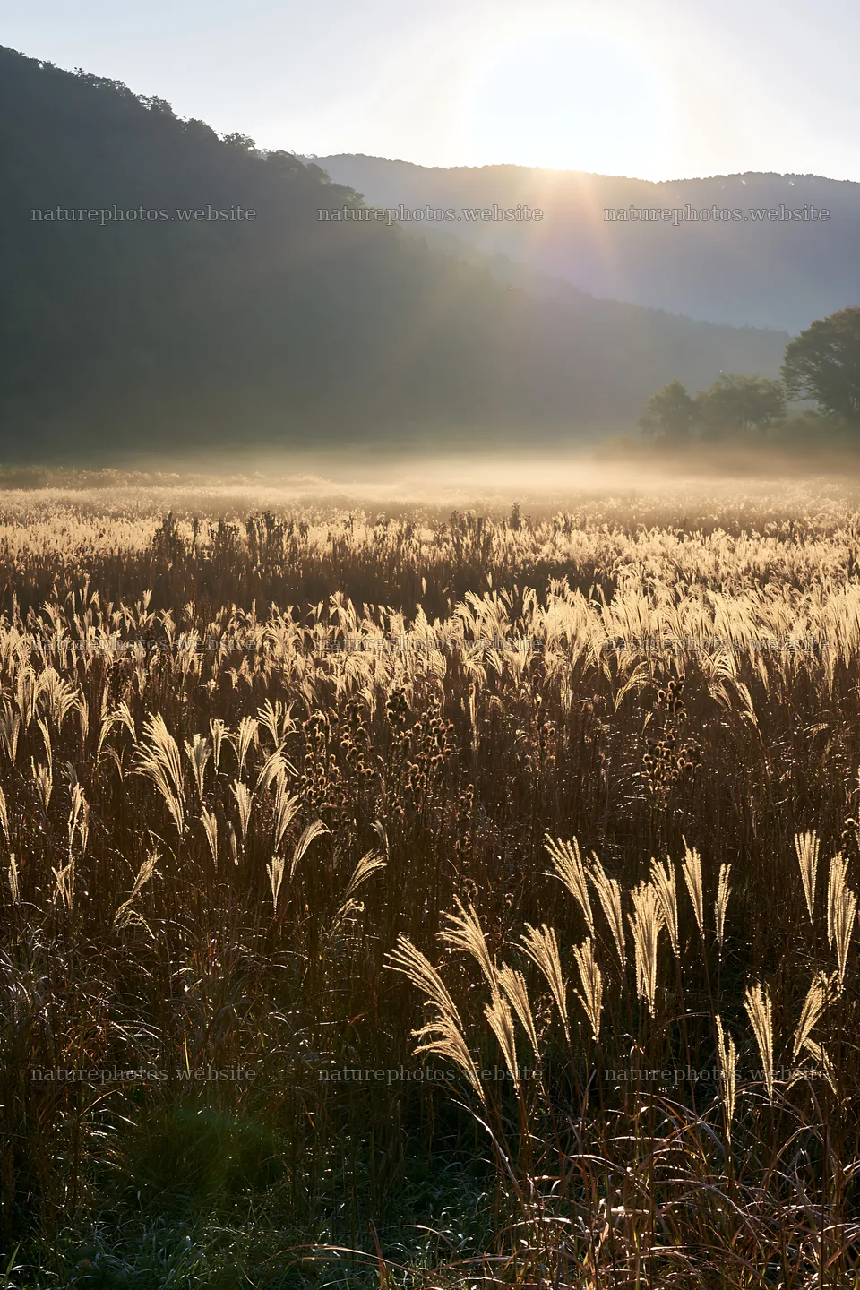 Restored meadow with autumn seedheads in Aichi – nature photos 6480x9722