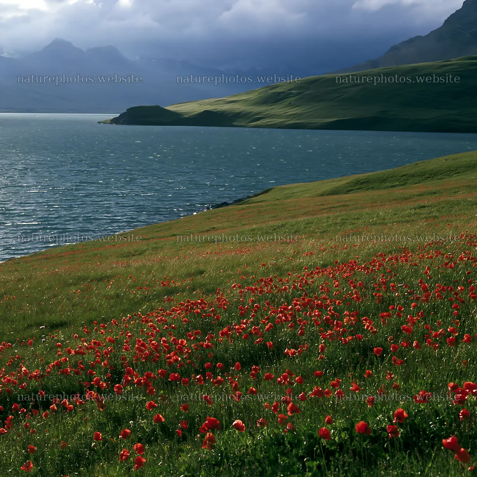 Swiss meadow beside alpine lake with red flowers – nature photos 7938x7938