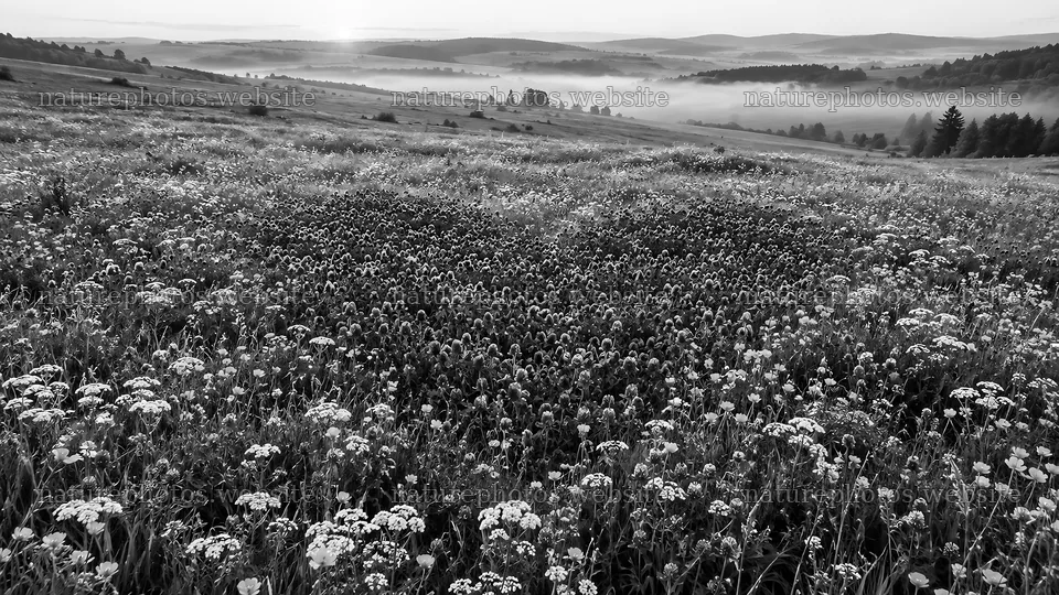 Monochrome Wildflower Meadow and Rolling Hills – nature photos 10324x5812