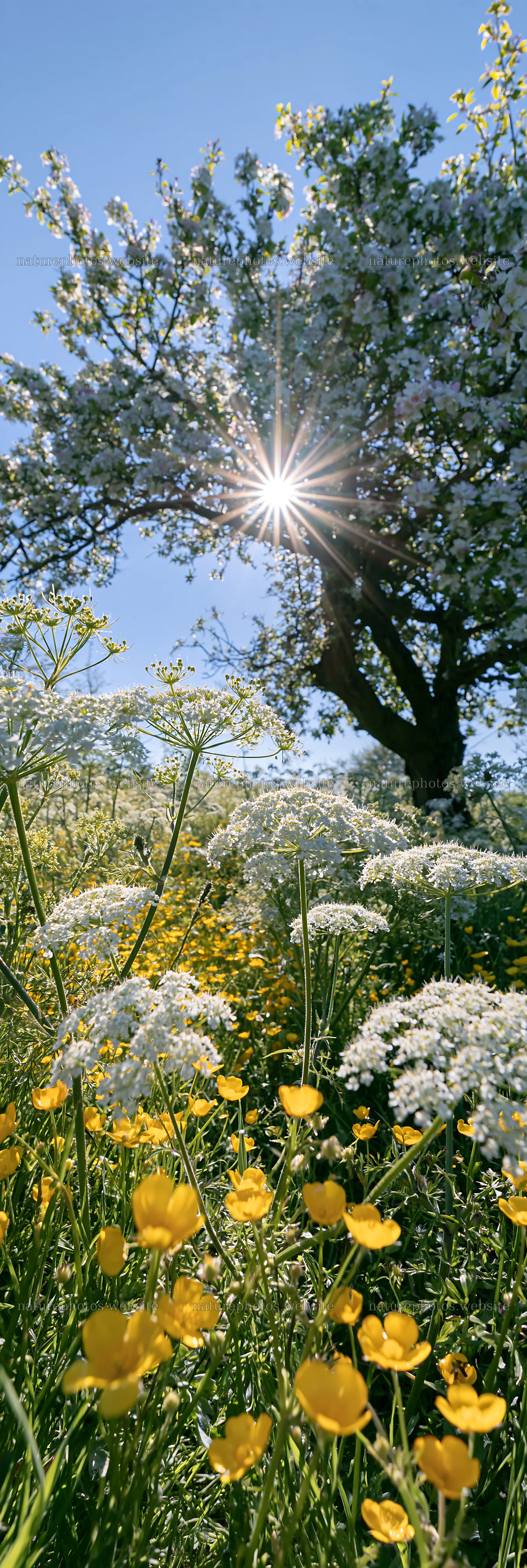 Spring orchard meadow with flowers and sunlight – nature photos 4602x13690