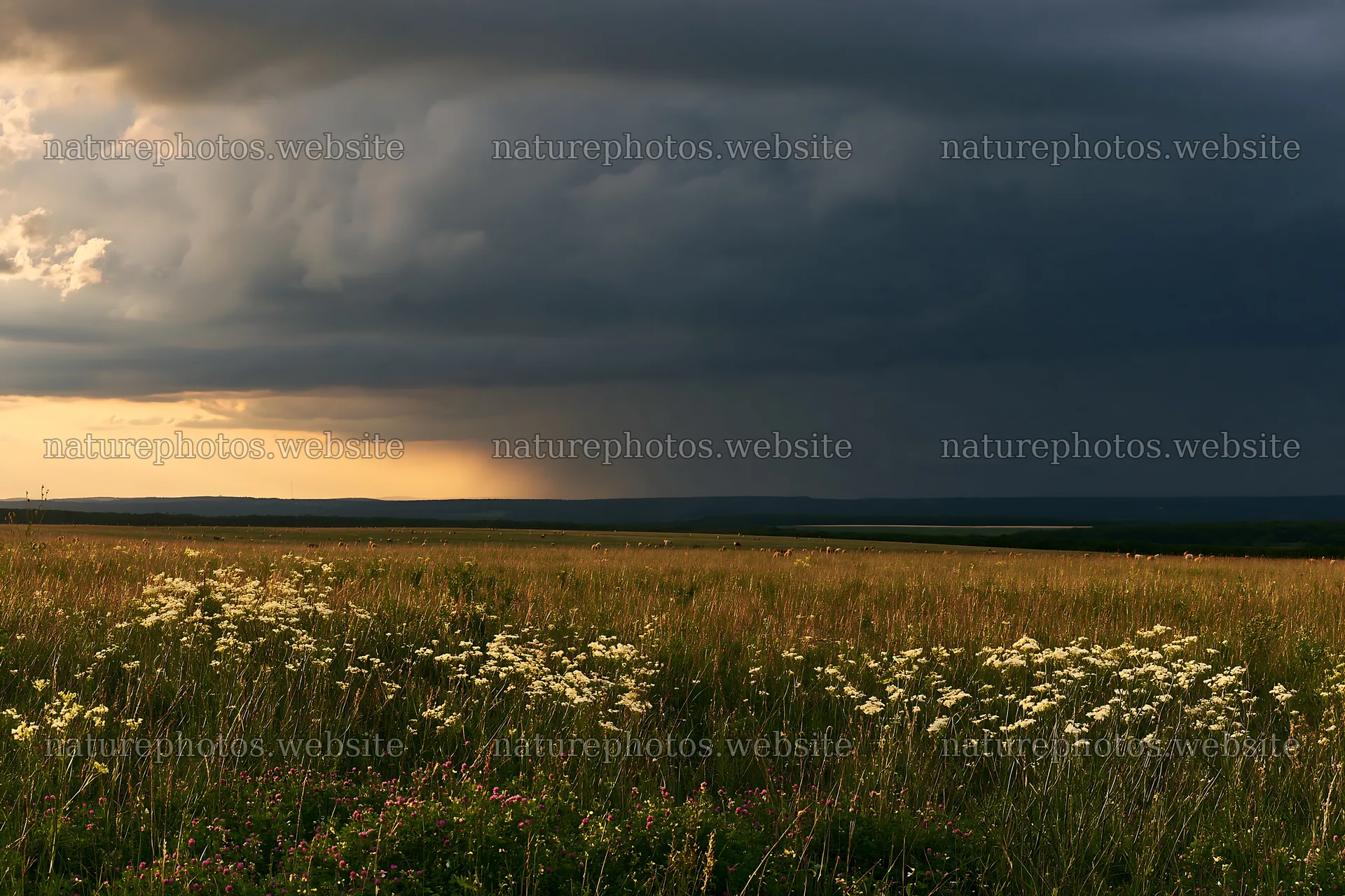 German foothill meadow with dark clouds approaching – nature photos 9722x6480