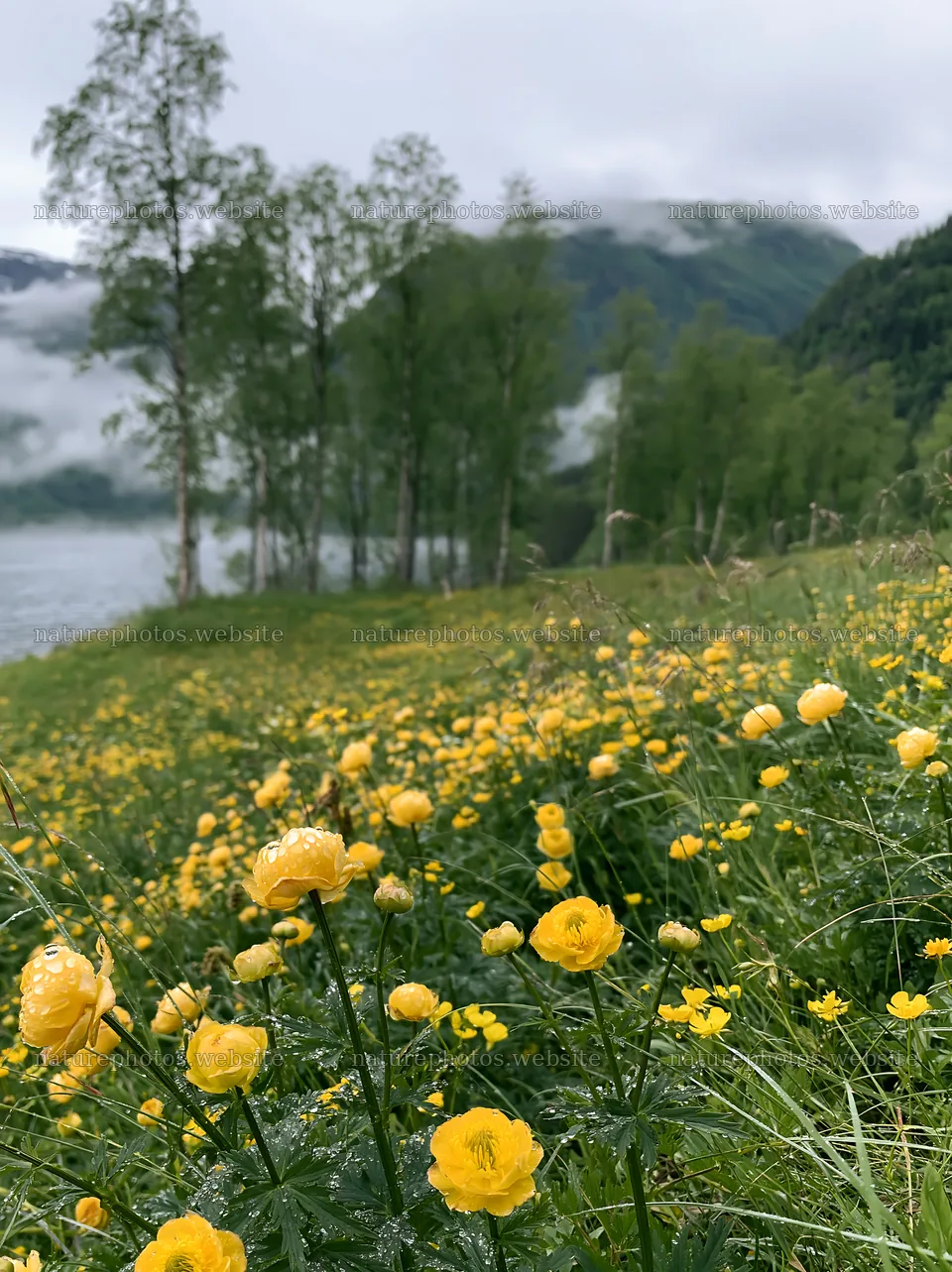 Fjord meadow with yellow flowers and misty mountains – nature photos 6866x9174