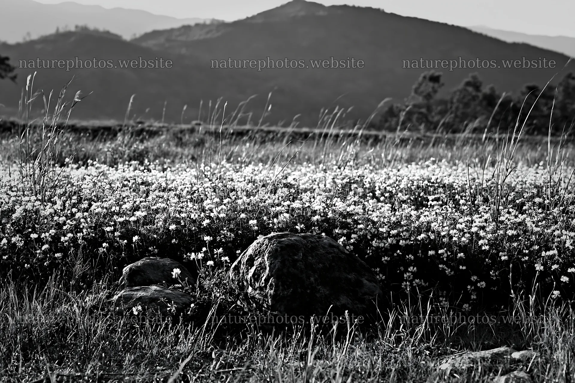 Kyoto spring wildflower meadow with stone foreground – nature photos 9722x6480