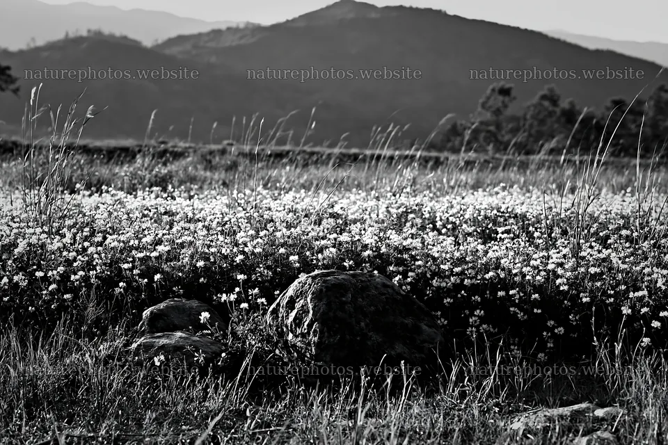 Kyoto spring wildflower meadow with stone foreground – nature photos 9722x6480