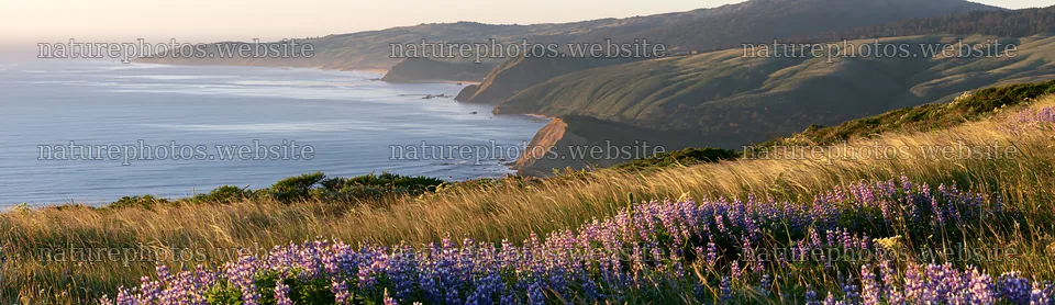 Clifftop meadow overlooking the ocean and rolling hills – nature photos 14762x4268