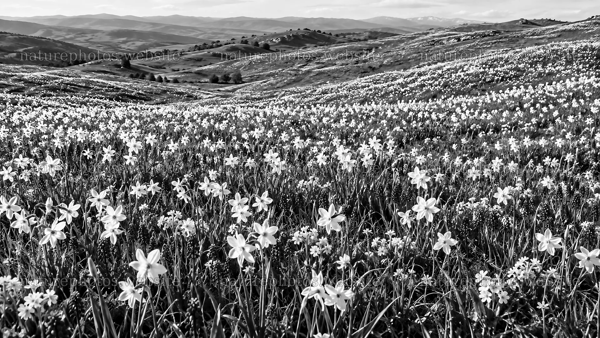 Monochrome Spring Bulbs Across Rolling Hills – nature photos 10324x5812