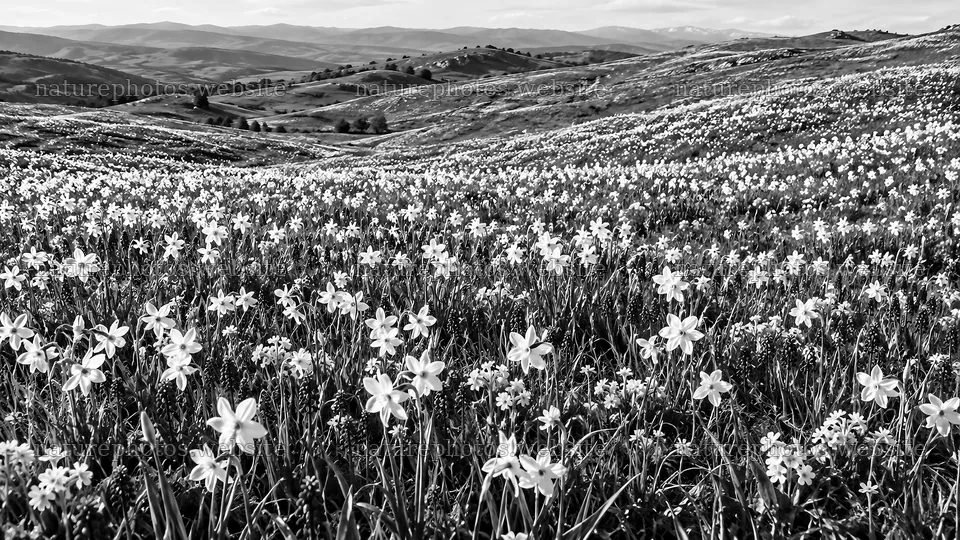 Monochrome Spring Bulbs Across Rolling Hills – nature photos 10324x5812