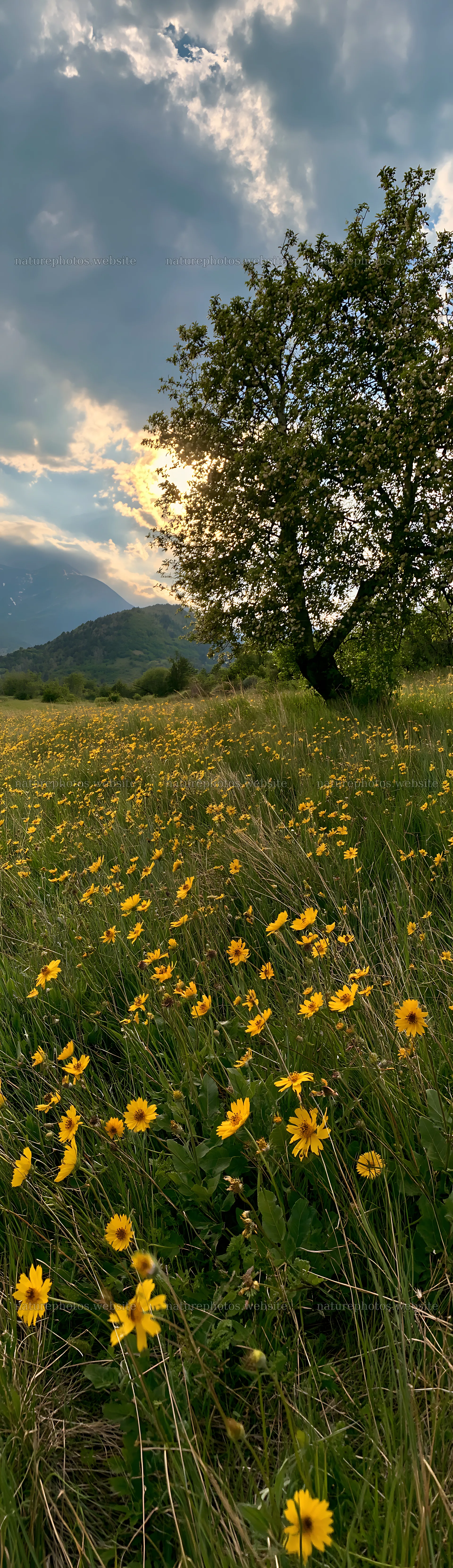 Apple meadow in valley with wildflowers under cloudy sky – nature photos 4268x14762