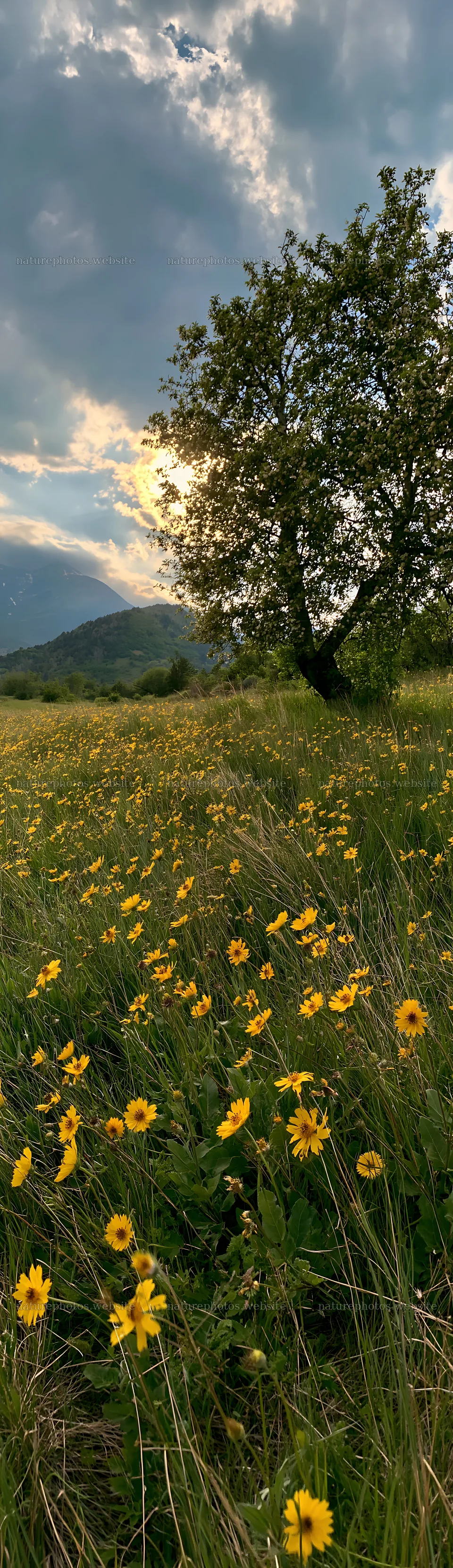 Apple meadow in valley with wildflowers under cloudy sky – nature photos 4268x14762