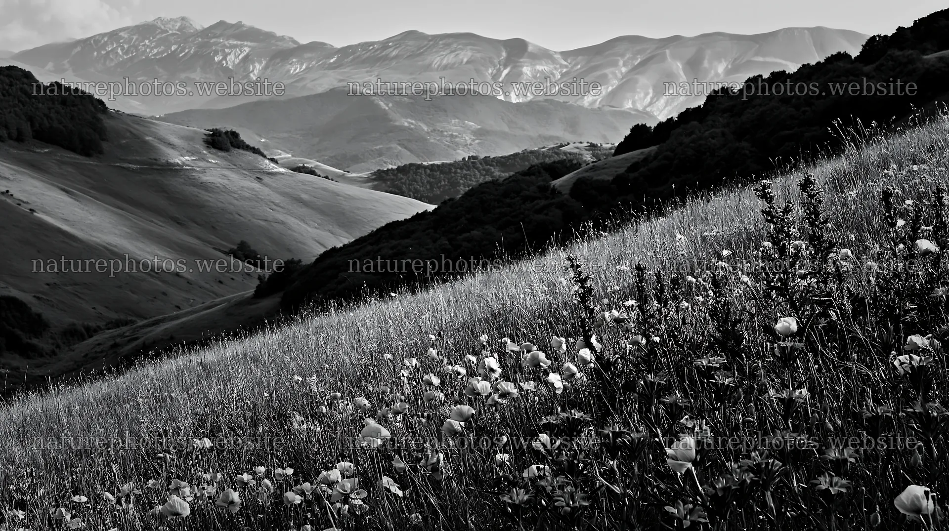 Poppy larkspur meadow with mountains in the background – nature photos 10608x5938