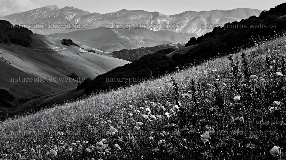 Poppy larkspur meadow with mountains in the background – nature photos 10608x5938