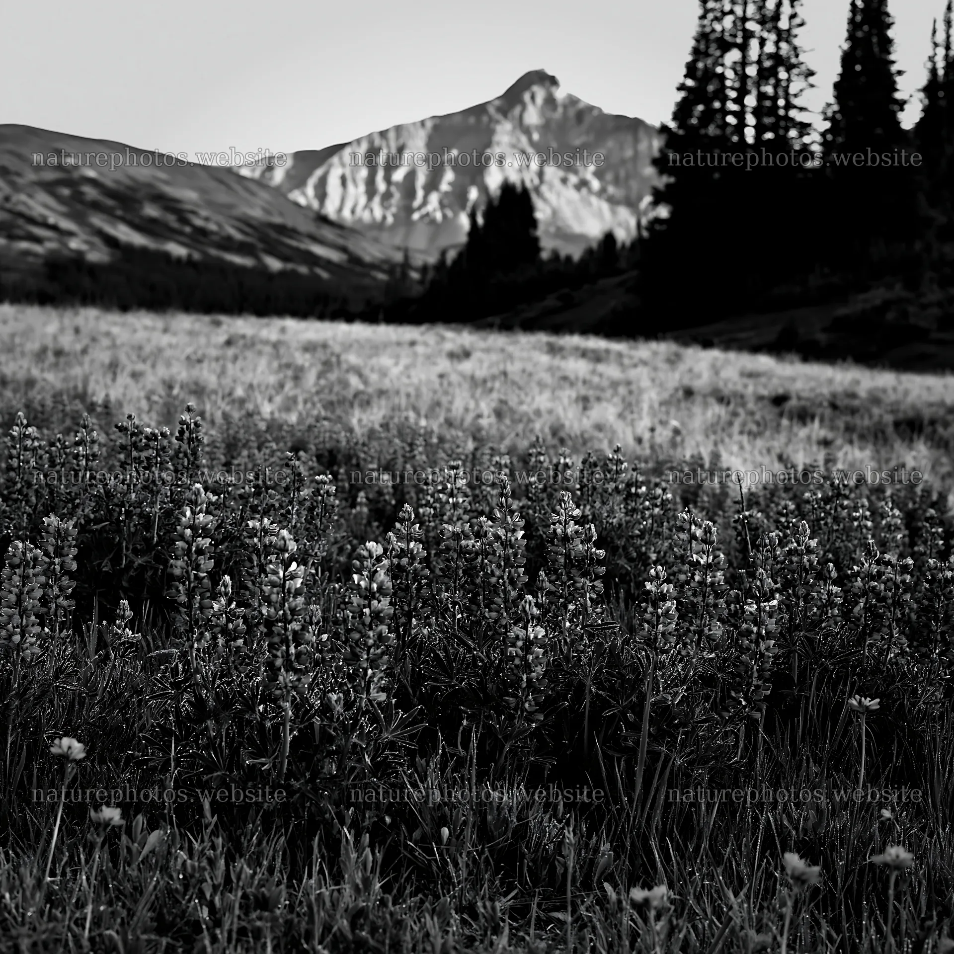 Sunshine meadows with wildflowers and mountain backdrop – nature photos 7938x7938