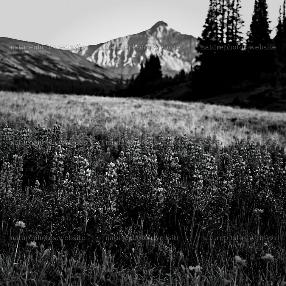 Sunshine meadows with wildflowers and mountain backdrop – nature photos 7938x7938
