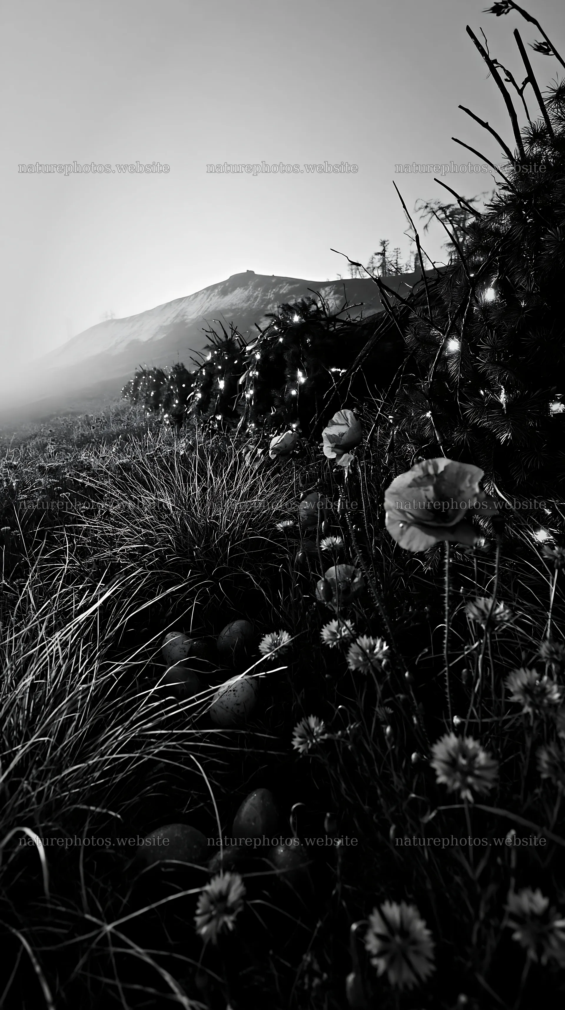 Christmas meadow with wreaths and log in black and white – nature photos 5938x10608