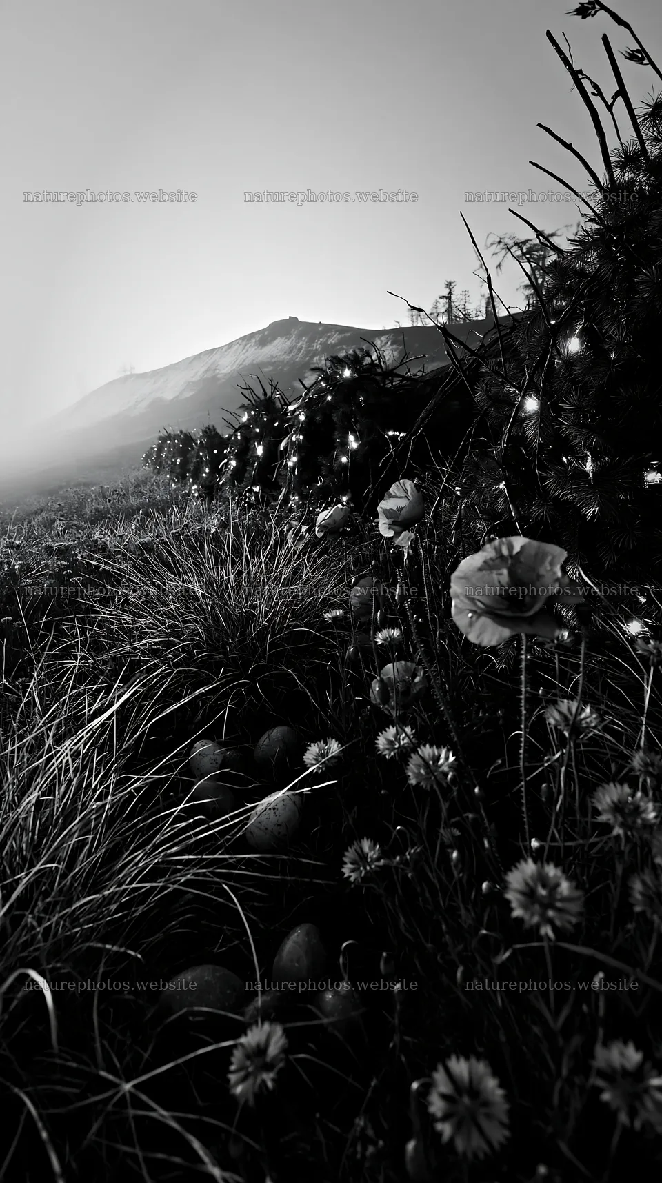 Christmas meadow with wreaths and log in black and white – nature photos 5938x10608