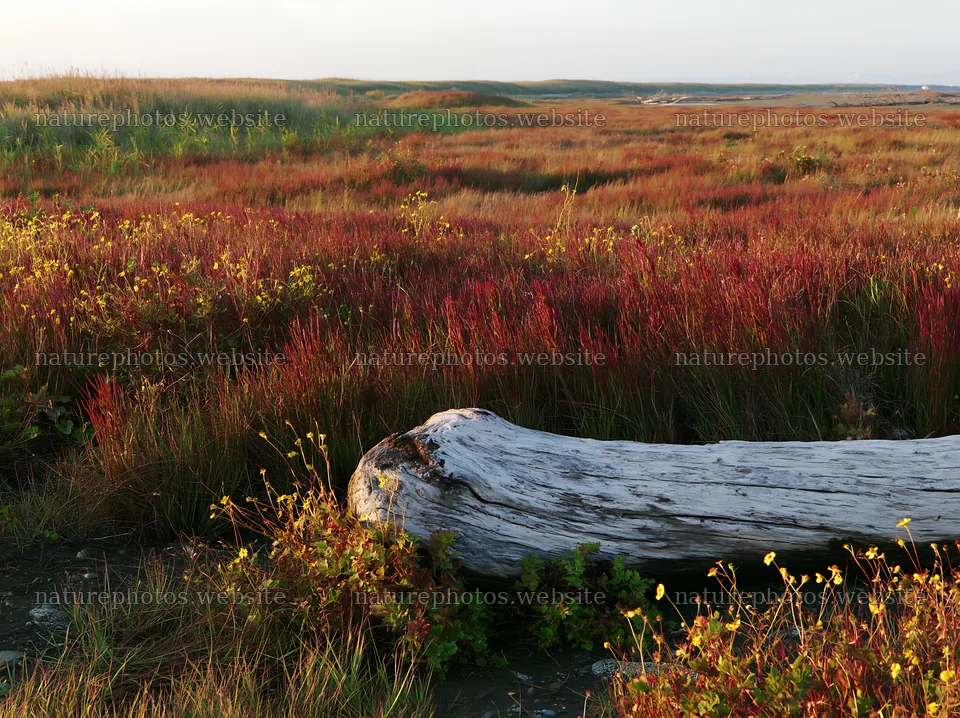 Chiba coastal climate meadow with driftwood in foreground – nature photos 9174x6866