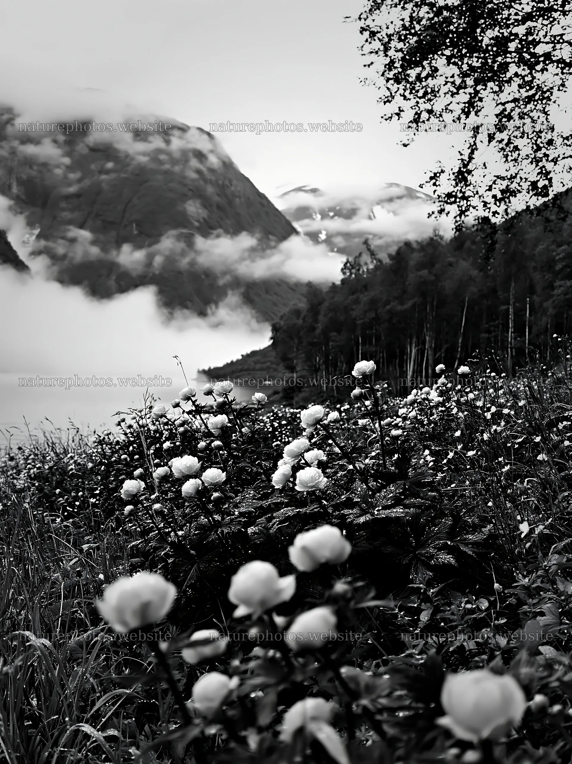 Fjord meadow with flowers and mountains in the background – nature photos 6866x9174