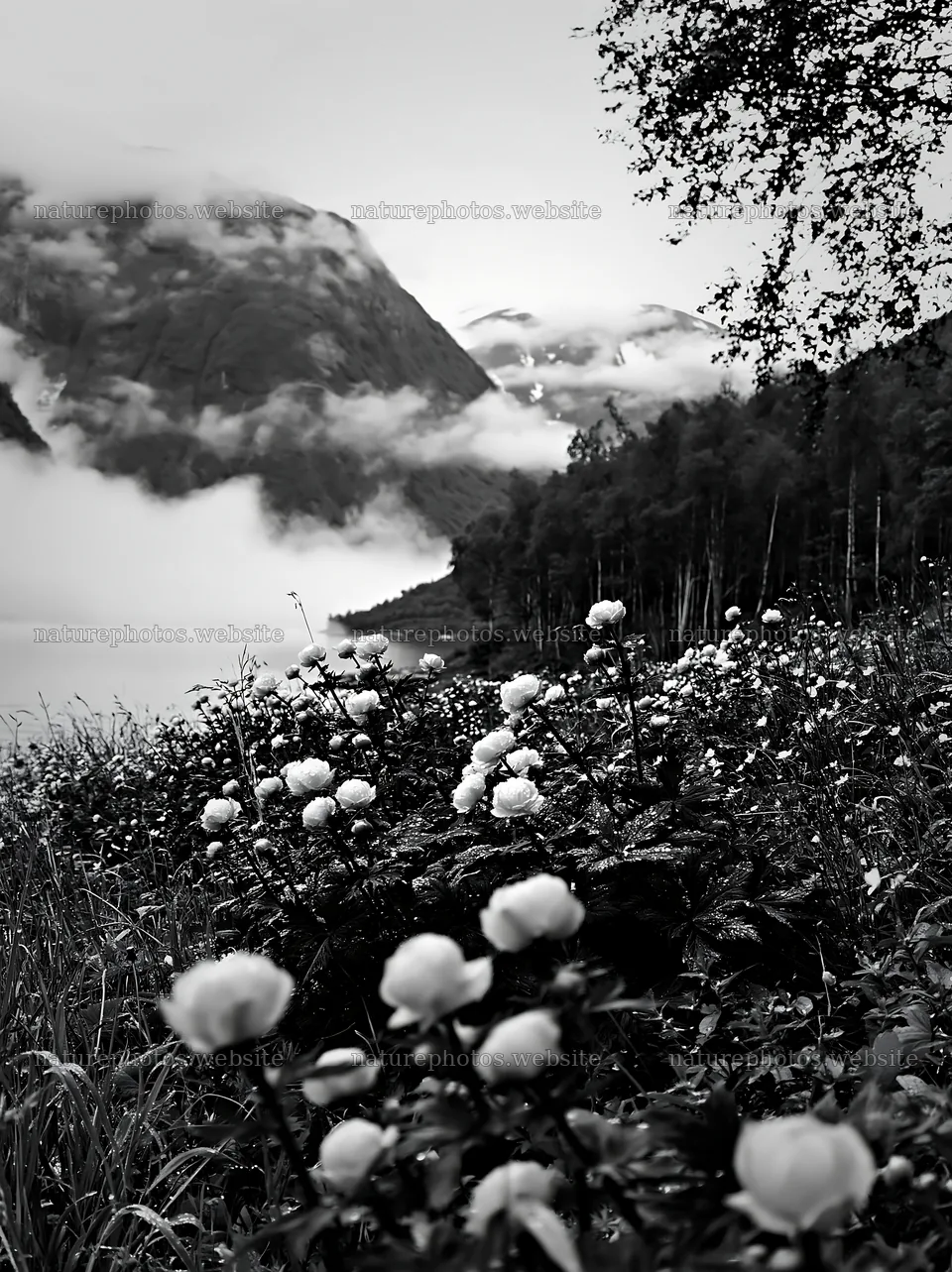 Fjord meadow with flowers and mountains in the background – nature photos 6866x9174