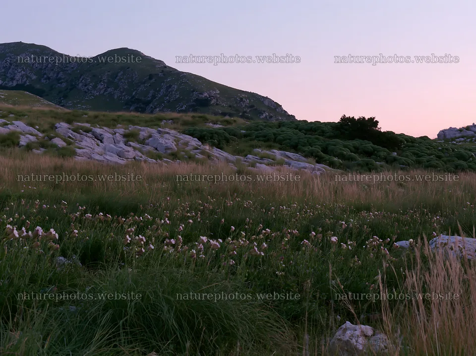 Night-blooming meadow landscape with mountains in the background – nature photos 9174x6866