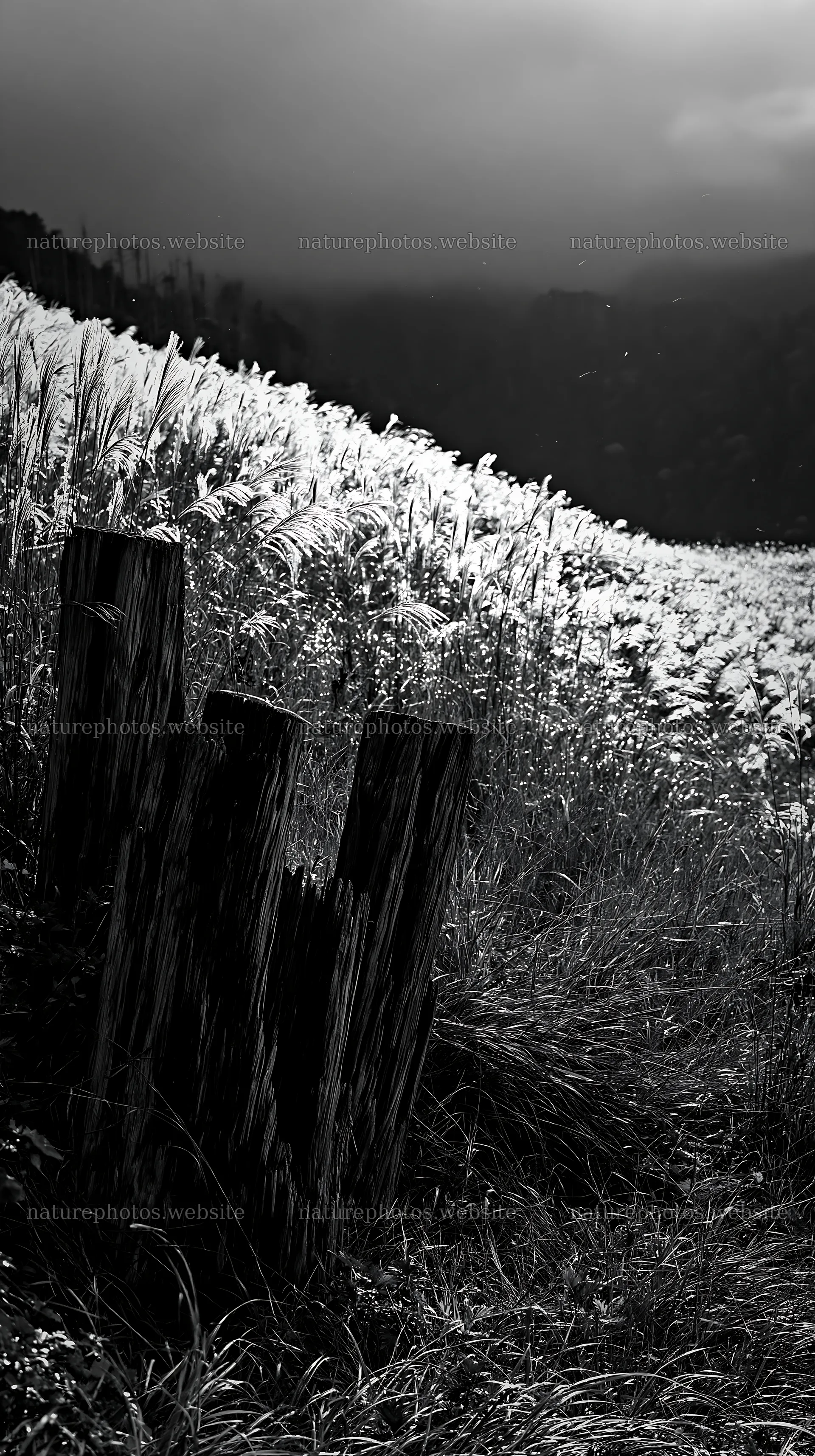 Wakayama autumn meadow with weathered wood in foreground – nature photos 5938x10608
