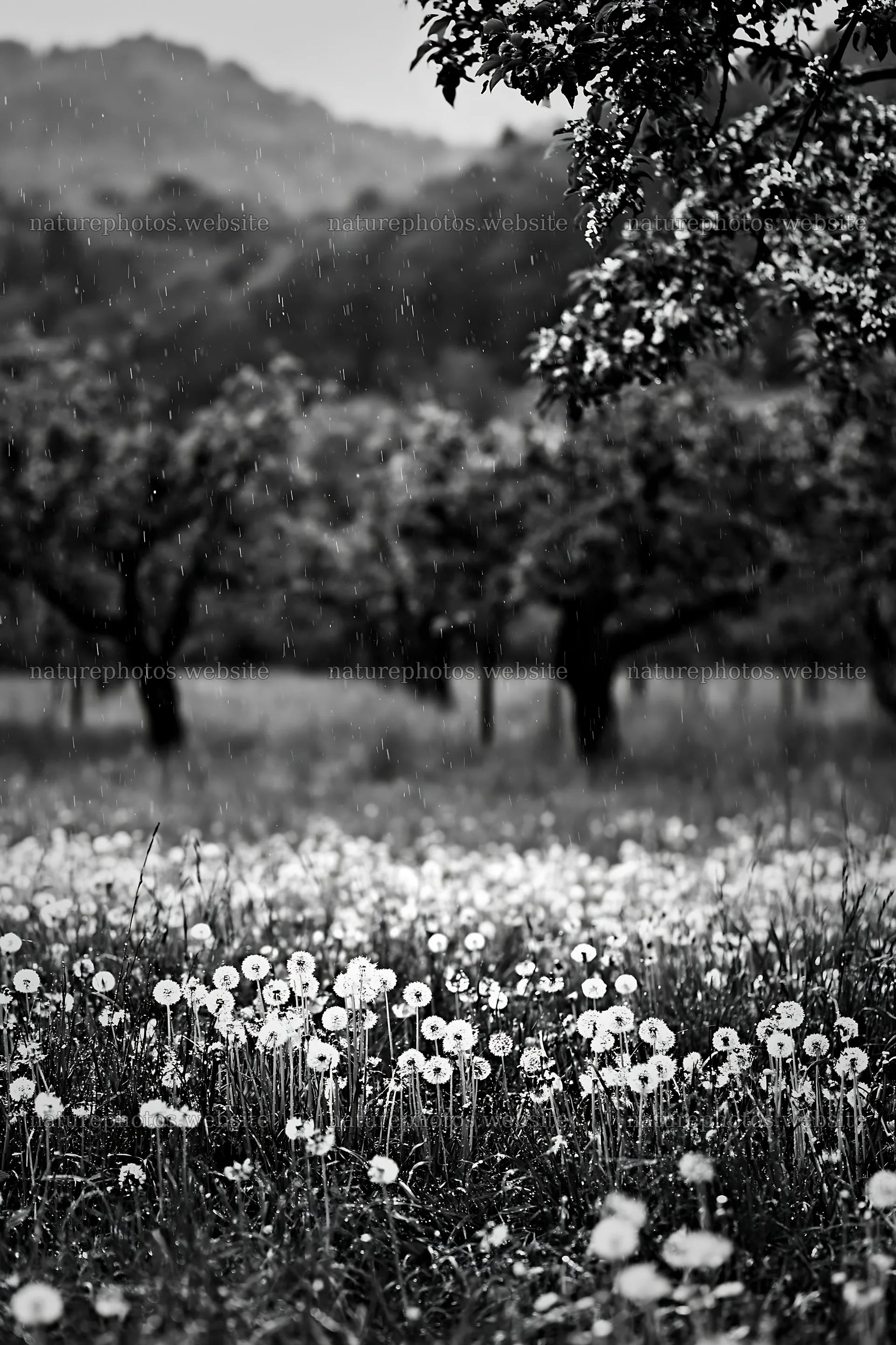 Dandelion meadow in orchard during rain – nature photos 6480x9722