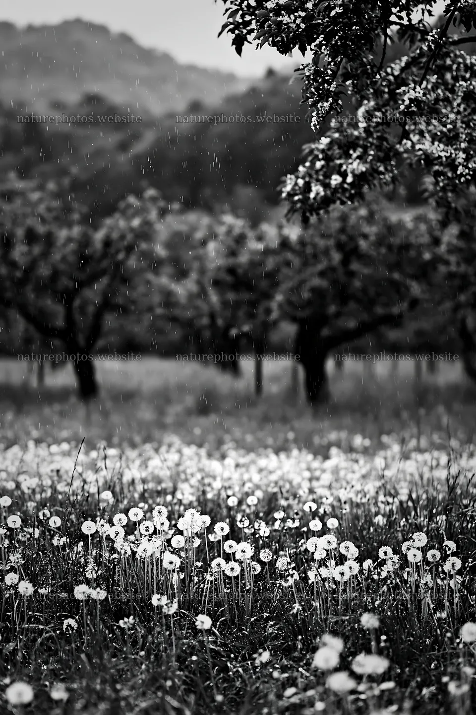 Dandelion meadow in orchard during rain – nature photos 6480x9722
