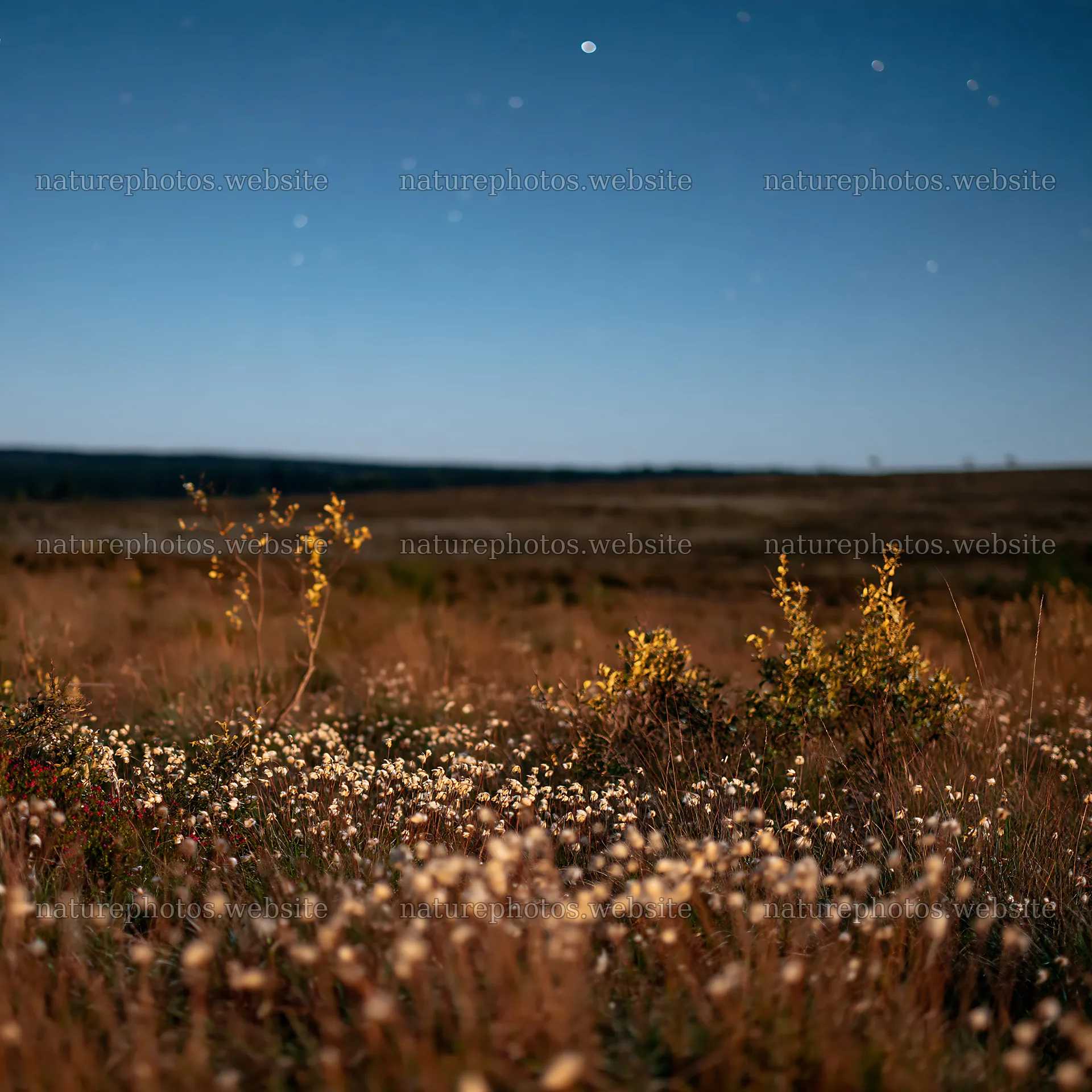 Dark sky over a meadow with wildflowers at night – nature photos 7938x7938